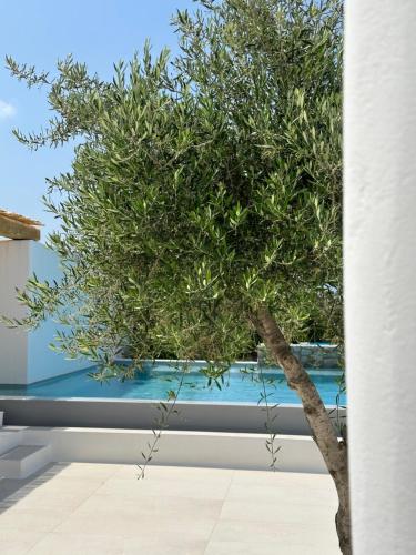 a tree sitting in front of a swimming pool at Alio Naxos Luxury Suites in Agios Georgios