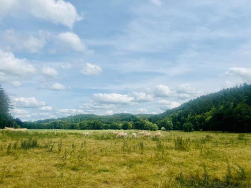 a group of animals grazing in a grass field at La Balade enchantée- gîte 6 personnes - Ardenne Belge in Tenneville