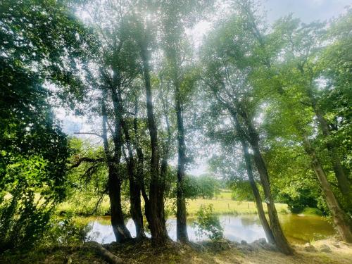 a group of trees in front of a river at La Balade du Ricochet in Tenneville