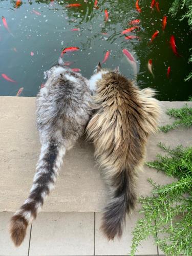 two cats laying next to a pond of fish at B&B Beauty House in Cesena