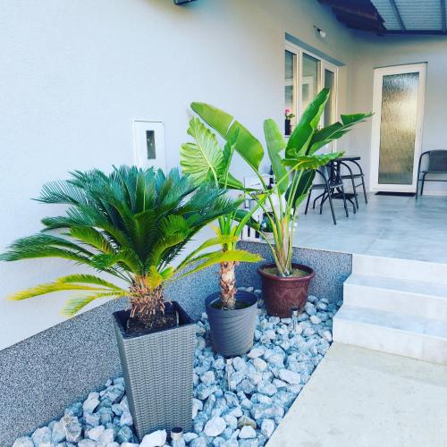 a patio with two palm trees and rocks at apartmani SUN & MOON in Bjelovar