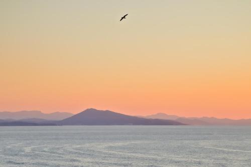 a bird flying over the ocean at sunset at VVF Résidence Anglet in Anglet