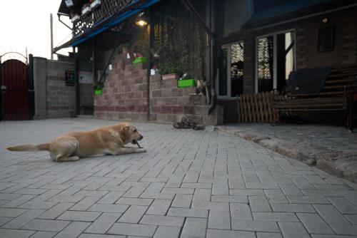 a brown dog laying on a sidewalk in front of a building at Argo Guest House in Karakol