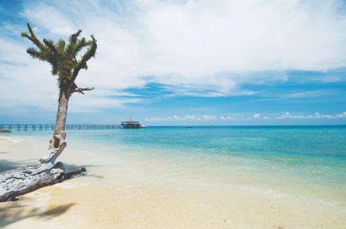 a palm tree on a beach with the ocean at Japamala Resort by Samadhi - Adults Only in Tioman Island