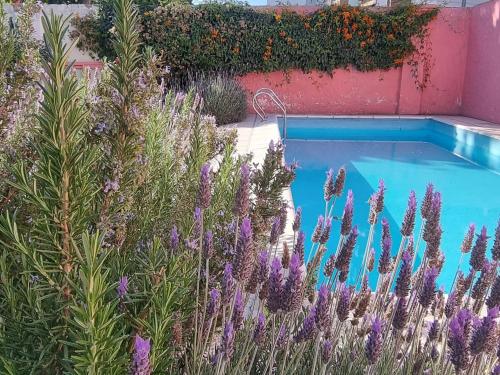 a swimming pool in a garden with purple flowers at Yunga in Salta
