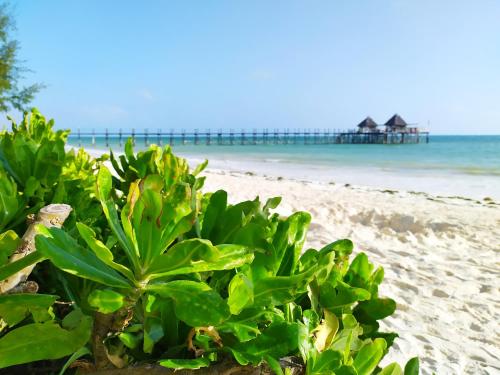 a plant on the beach with a pier in the background at Kobe House in Jambiani