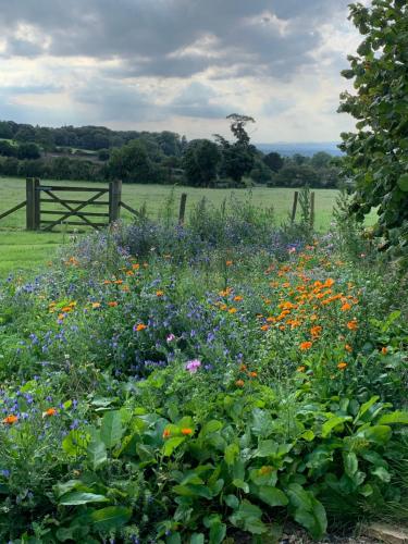 a field of flowers in front of a fence at Farmhouse studio near Shrewsbury in Shrewsbury