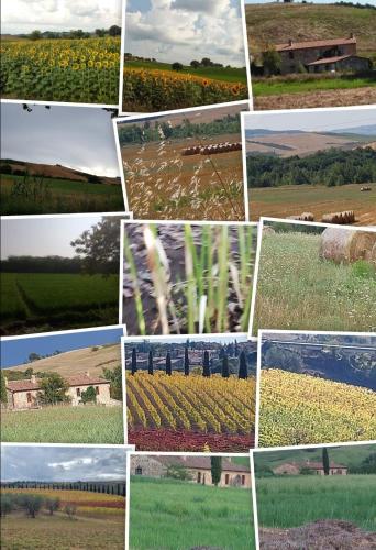 a collage of pictures of fields and crops at Molino della Tuoma in San Quirico dʼOrcia