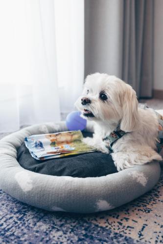 a dog sitting in a dog bed with a book at Hotel Unitral SPA w Mielnie in Mielno