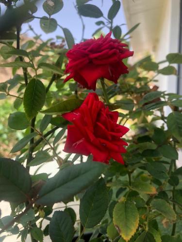 a couple of red roses on a plant at Finca Pedra Molar in Órgãos