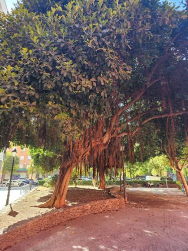 a large tree with lots of branches and leaves at Lounge garden sea relax in Valencia