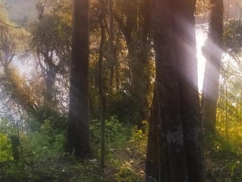 un bosque con el sol brillando entre los árboles en Quinta Don Adolfo en Puerto Iguazú
