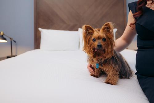 a small dog sitting on a bed next to a woman at Hotel Winters in Winters