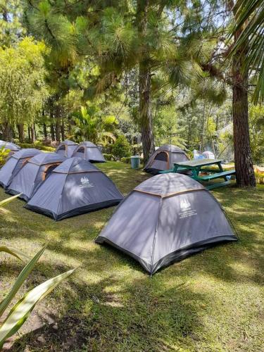 un gruppo di tende nell'erba sotto gli alberi di Noah's Ark Campsite & Restaurant a Fort Portal