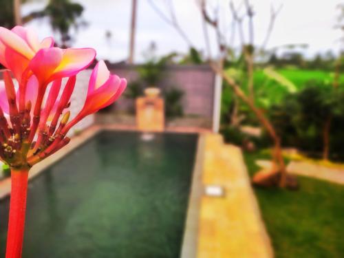AUREIRIN Guesthouseの敷地内または近くにあるプール