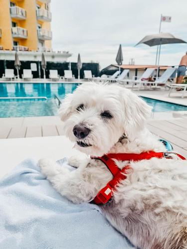 Domácí mazlíčci ubytovaní s hosty v ubytování Hotel Adlon