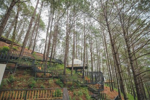 a group of benches in a forest with trees at Lavender Dalat Hotel and Resorts in Da Lat