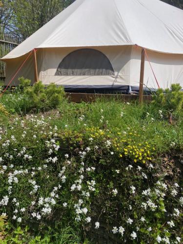 a white tent in a field of flowers at Hvězdný glamping in Manětín