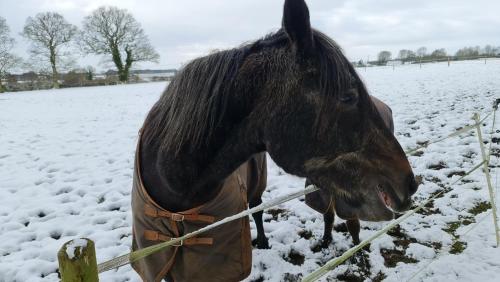 a horse standing next to a fence in a snow covered field at Church Farm Lodge in Southburgh