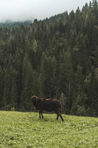 a brown animal walking in a field of grass at Blasigsuite Blasighof in Racines