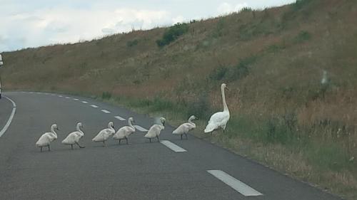 a group of white birds crossing the road at Millésime in Perville
