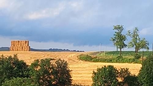a large field with a dirt road and trees at Millésime in Perville