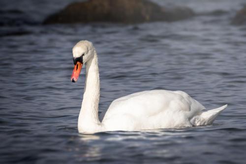 Animales en la casa vacacional o alrededores