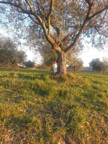 a cat sitting next to a tree in a field at Casa vacanze Santa Maria in Certaldo