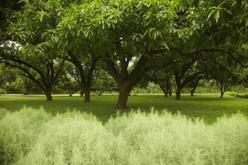 a group of trees in a field with grass at Taj Ganges Varanasi in Varanasi
