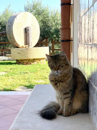 a cat sitting on the porch of a house at Casale La Macina - Hotel, Scopello in Scopello