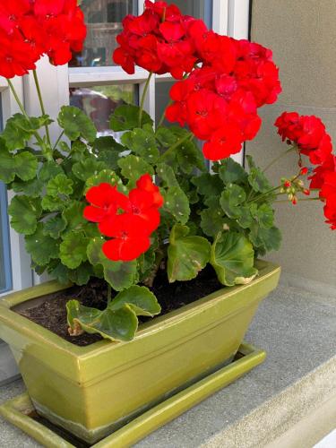 a green pot filled with red flowers on a window sill at B&B tannen124 in Oberburg