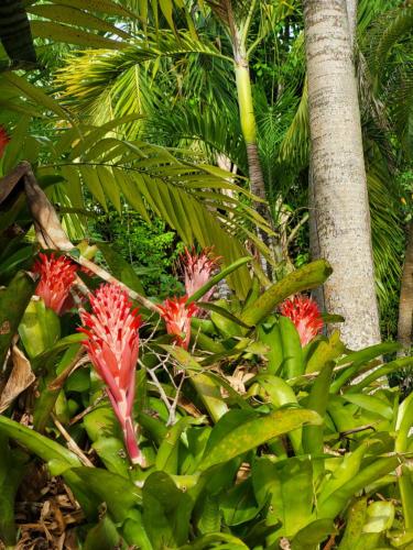 un grupo de flores rojas delante de un árbol en Appartement magnifique vue mer, en Le Gosier