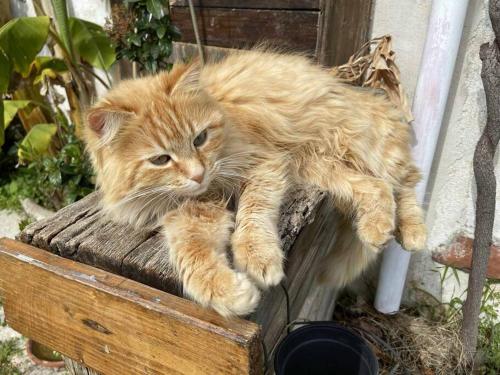 an orange cat laying on top of a wooden bench at Taddore Green Lodge in Galtellì