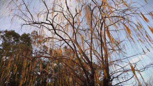 a tall tree with many branches in the sky at Carü Leufu in Valle Grande