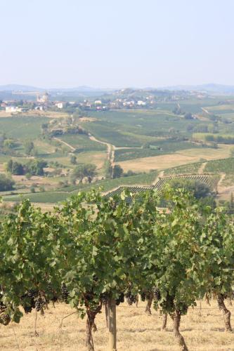 a bunch of grapes on a hill with trees at GABRY GUEST HOUSE in Bruno