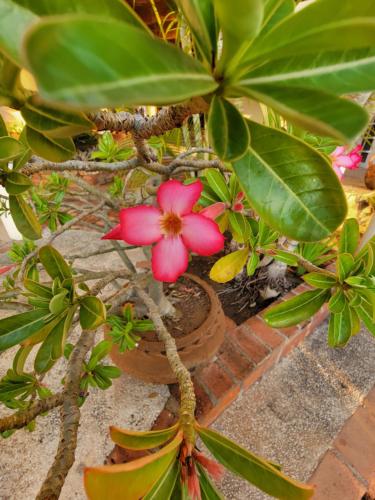 a pink flower on a plant with green leaves at Villas Jardin Del Mar in Cruz de Huanacaxtle