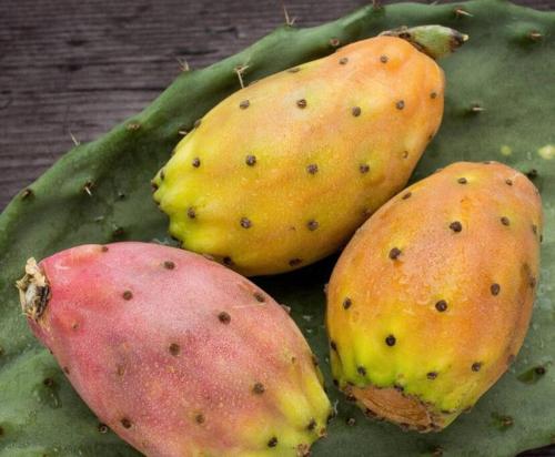 two prickly fruit on a green leaf at Le Giraffe ( n.CIS LE07503191000035725) in Rivabella