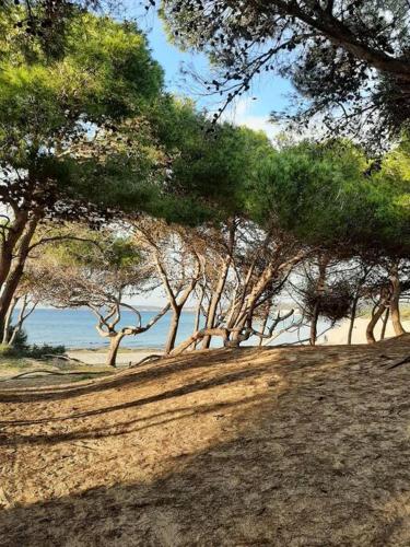 a group of trees on a hill near the ocean at Le Giraffe ( n.CIS LE07503191000035725) in Rivabella