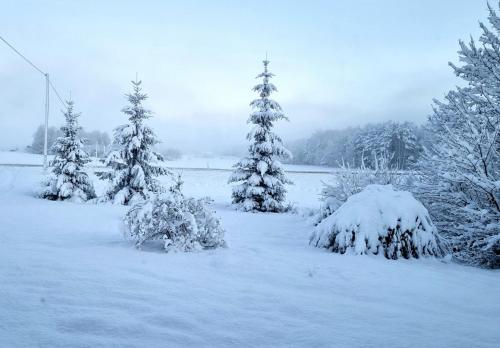 einen schneebedeckten Hof mit Schnee gedeckte Bäume und Büsche in der Unterkunft Vilmos House in Vydmantai