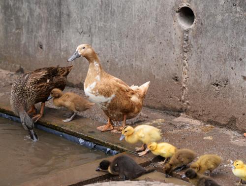 a group of duck and chicks standing next to a wall at Gabriel House Guesthouse in Cork