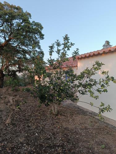 a tree in a yard next to a building at Monte Alentejano - Melides in Melides