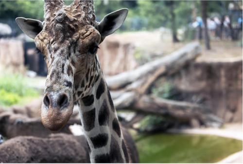 a close up of a giraffe looking at the camera at Holiday Inn Garland by IHG in Garland