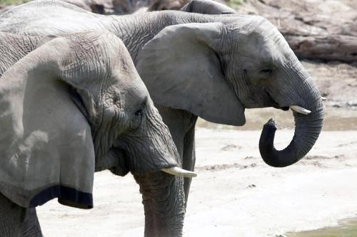 two elephants standing next to each other in the water at Holiday Inn Garland by IHG in Garland