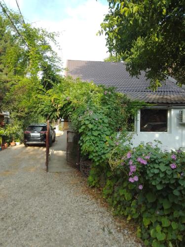 a house with a hedge with purple flowers and a fence at Casa Mocanu in Giurgiu