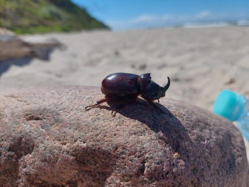 a beetle sitting on a rock on the beach at Willa Wiselka in Wisełka