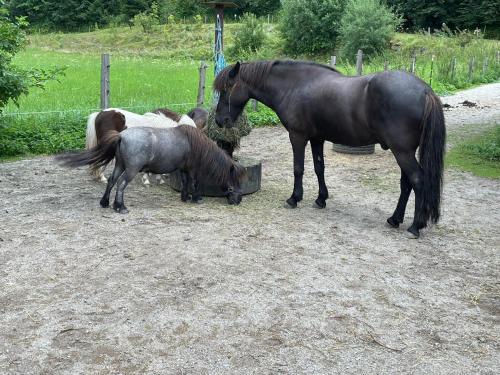 um grupo de cavalos a comer feno de um cocho em Obermühlhof em Saalfelden am Steinernen Meer