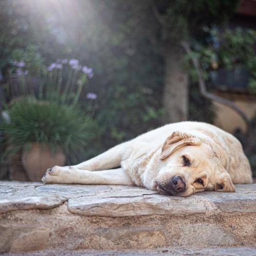 a large brown dog laying on a rock at La Torre del Visco - Relais & Châteaux in Fuentespalda