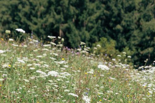 a field full of flowers in front of a forest at baumhaus buchengrün in Dobl-Zwaring