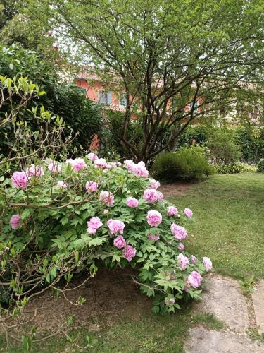 a bush of pink roses in a garden at Camera nella Casa dei Tigli in Treviso