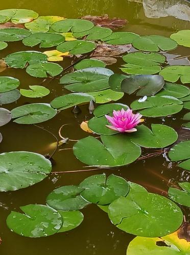 un nénuphar rose dans un étang avec des nénuphars verts dans l'établissement o tour de l'eau, à Aubevoye